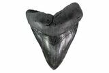 Fossil Megalodon Tooth - South Carolina #153873-2